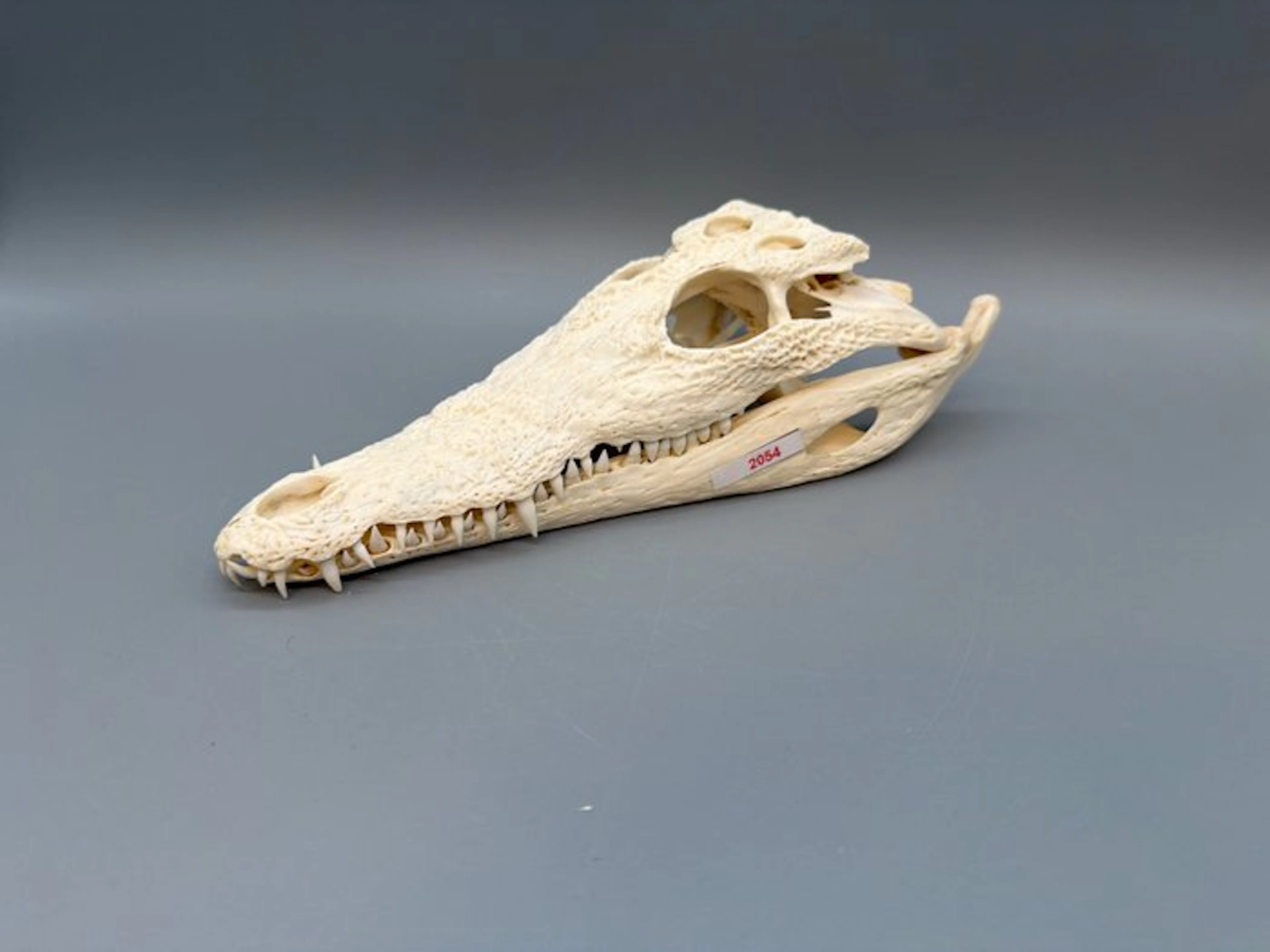 Nile Crocodile Skull - Crocodylus niloticus - 6 cm - 11...