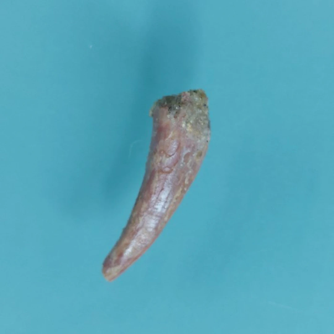 Pterosaur - Fossil tooth - 25 mm - 8 mm (No reserve price)