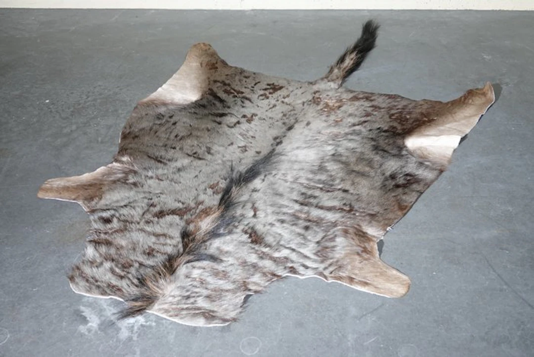 Blue Wildebeest Hide Skull - Connochaetes taurinus - 200...