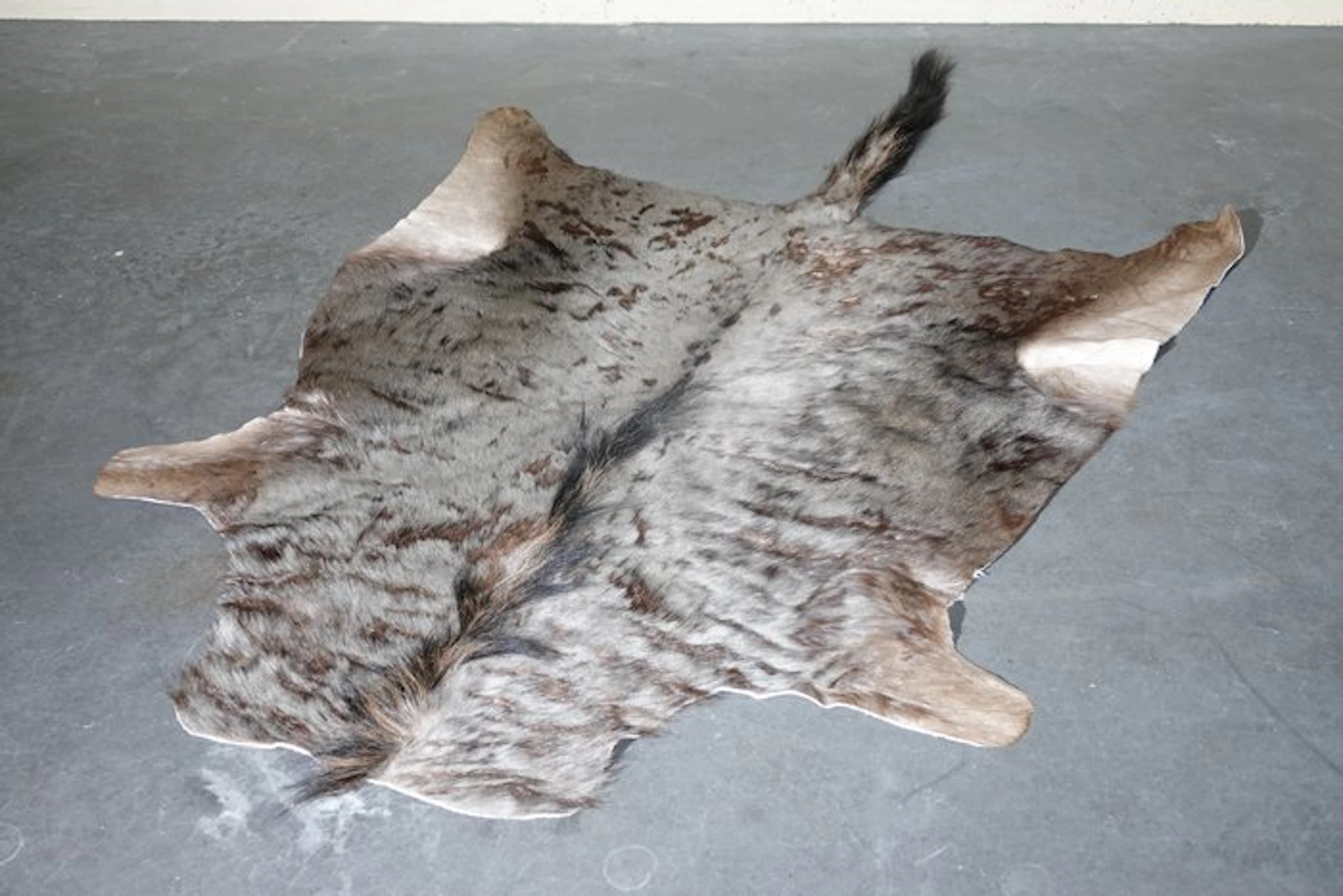 Blue Wildebeest Hide Skull - Connochaetes taurinus - 200...
