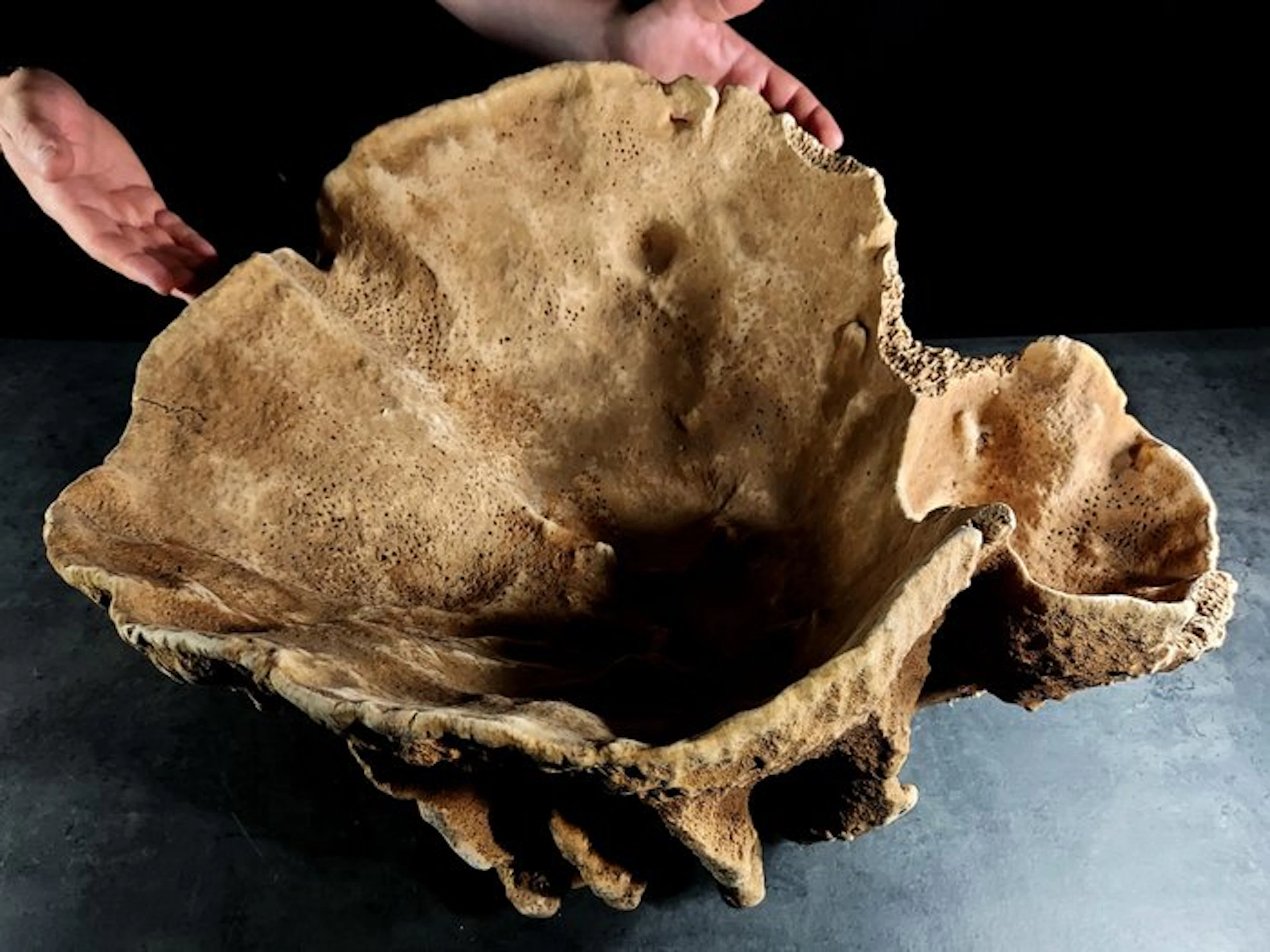 gigantic barrel sponge Taxidermy full body mount...