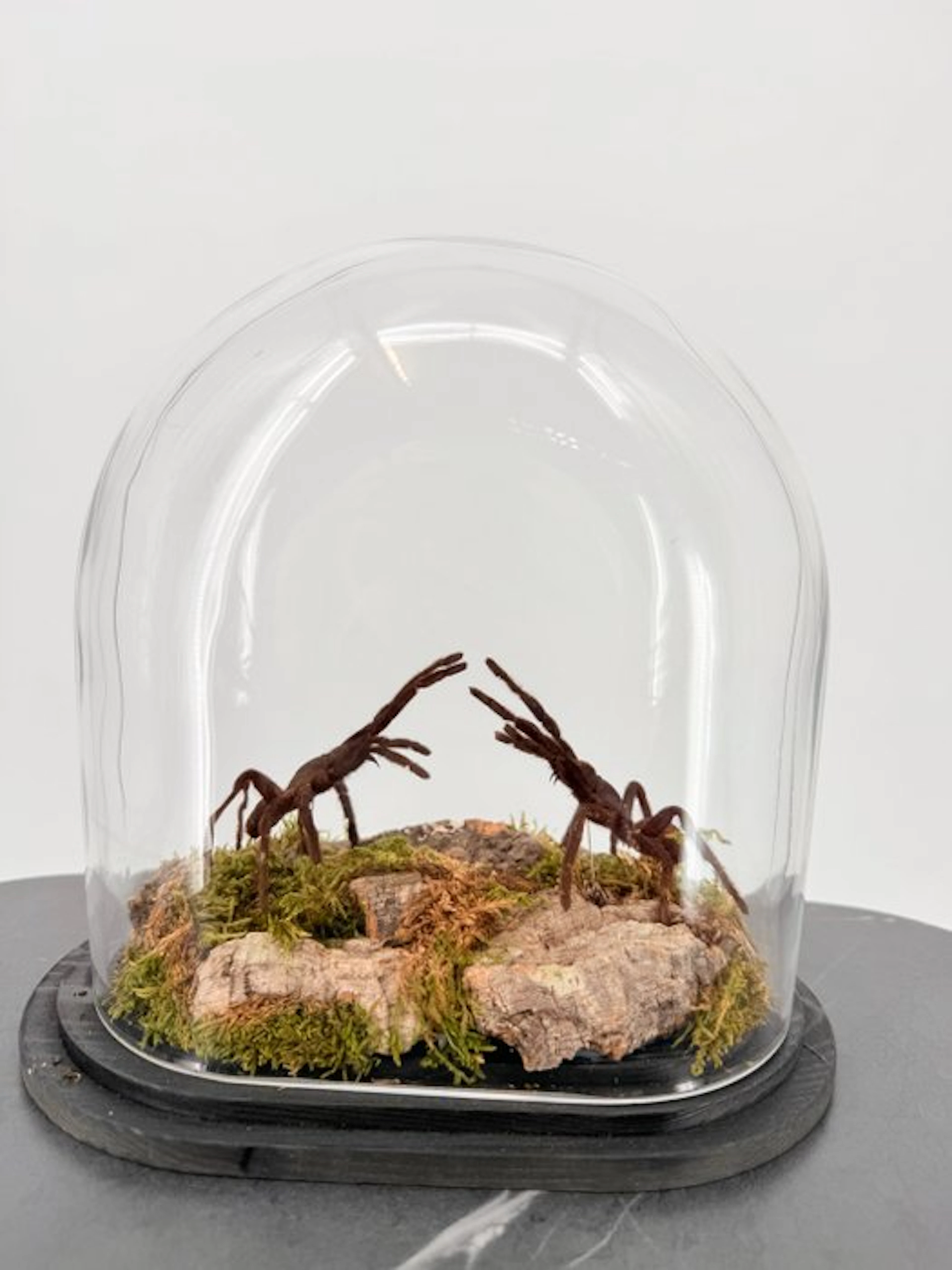 Tarantulas under a glass dome Taxidermy full body mount...