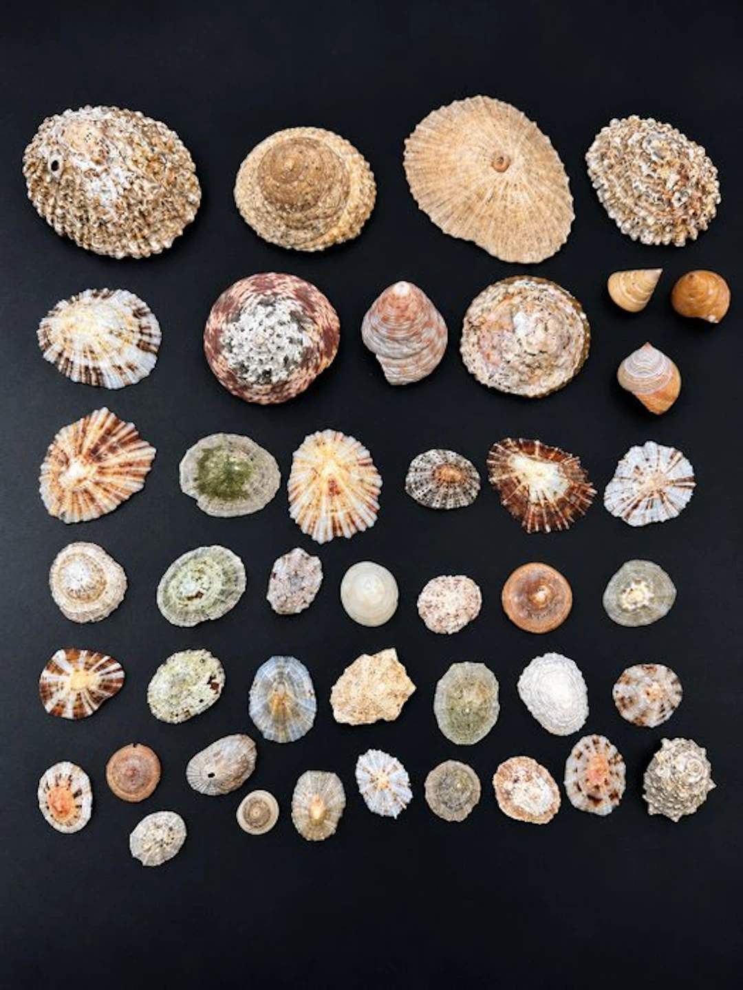 Collection of 42 marine shells – Limpets and conical...
