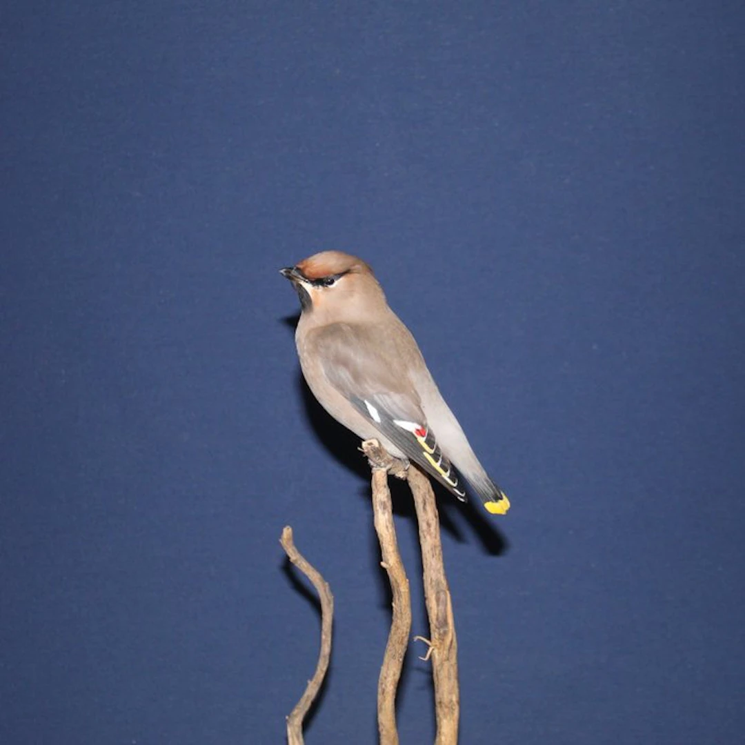 Waxwing Taxidermy full body mount - Bombycilla garrulus - 42 cm - 20 cm - 15 cm