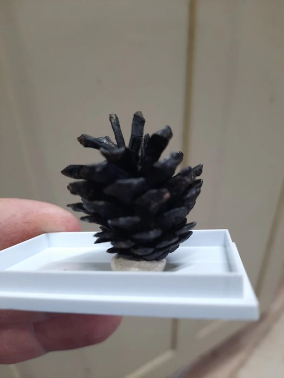 Fossil cone - Fossilised plant - Pinus sylvestris (No reserve price)