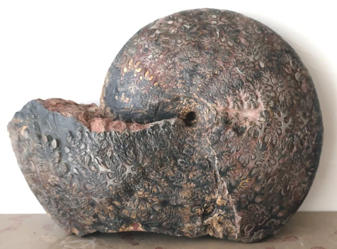 Exceptional ammonite - Fossilised animal - Phylloceras heterophylum