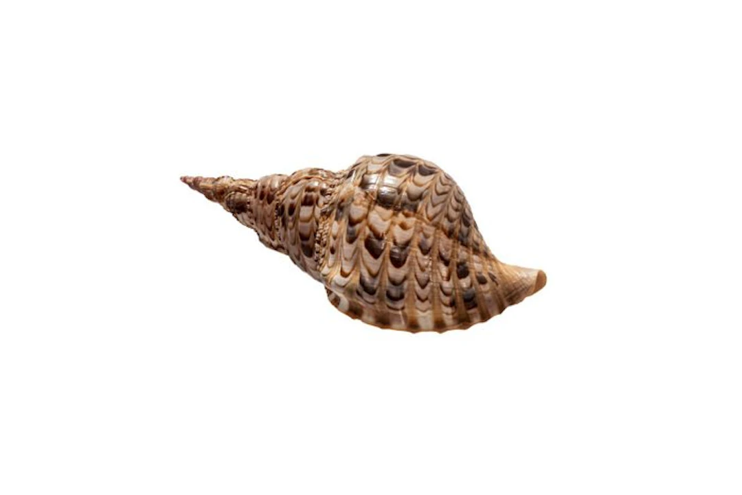 Large Genuine Triton Horn (Charonia tritonis) | Majestic...