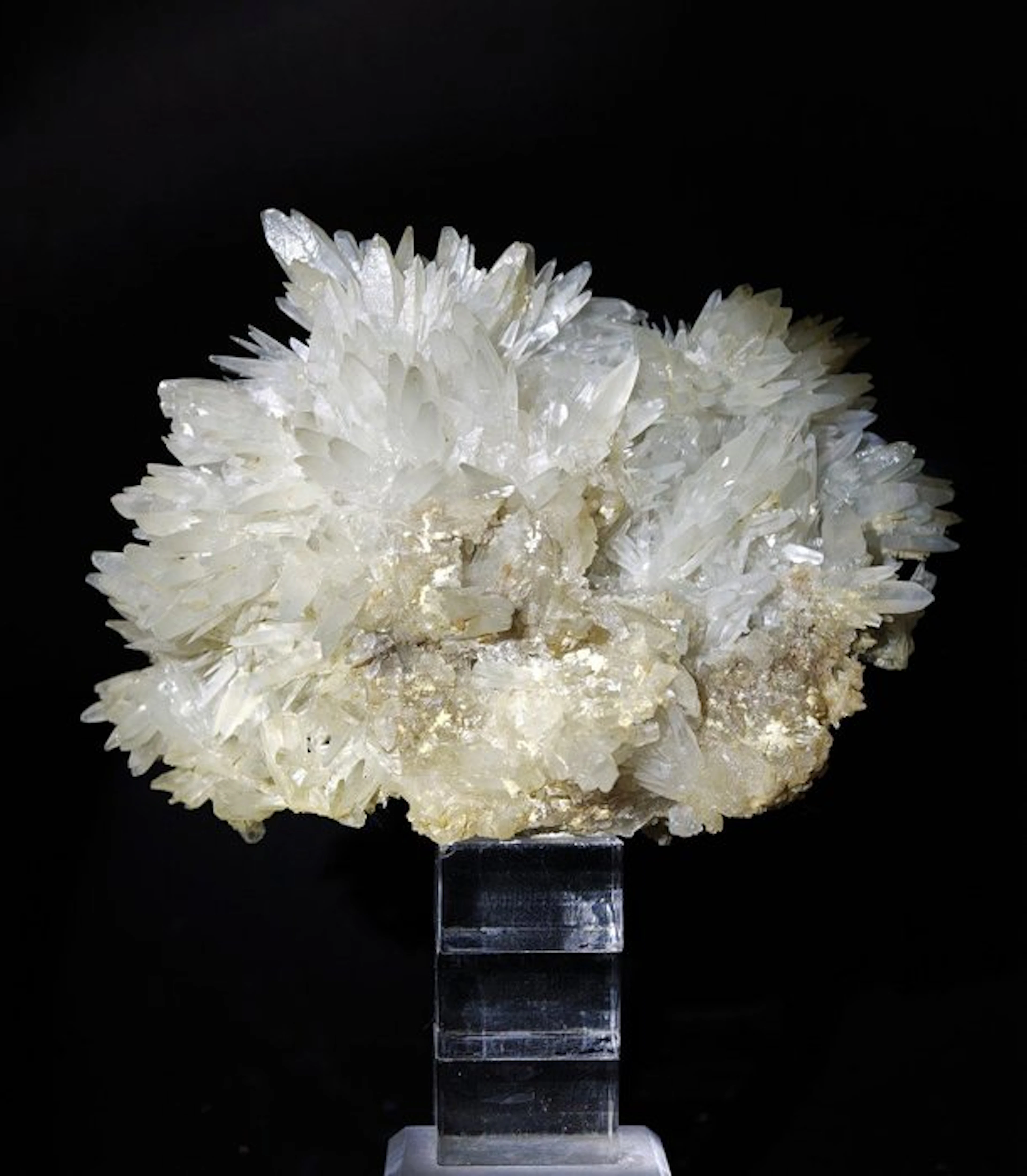 CELESTINA WHITE AESTHETICS with YELLOW SULFUR