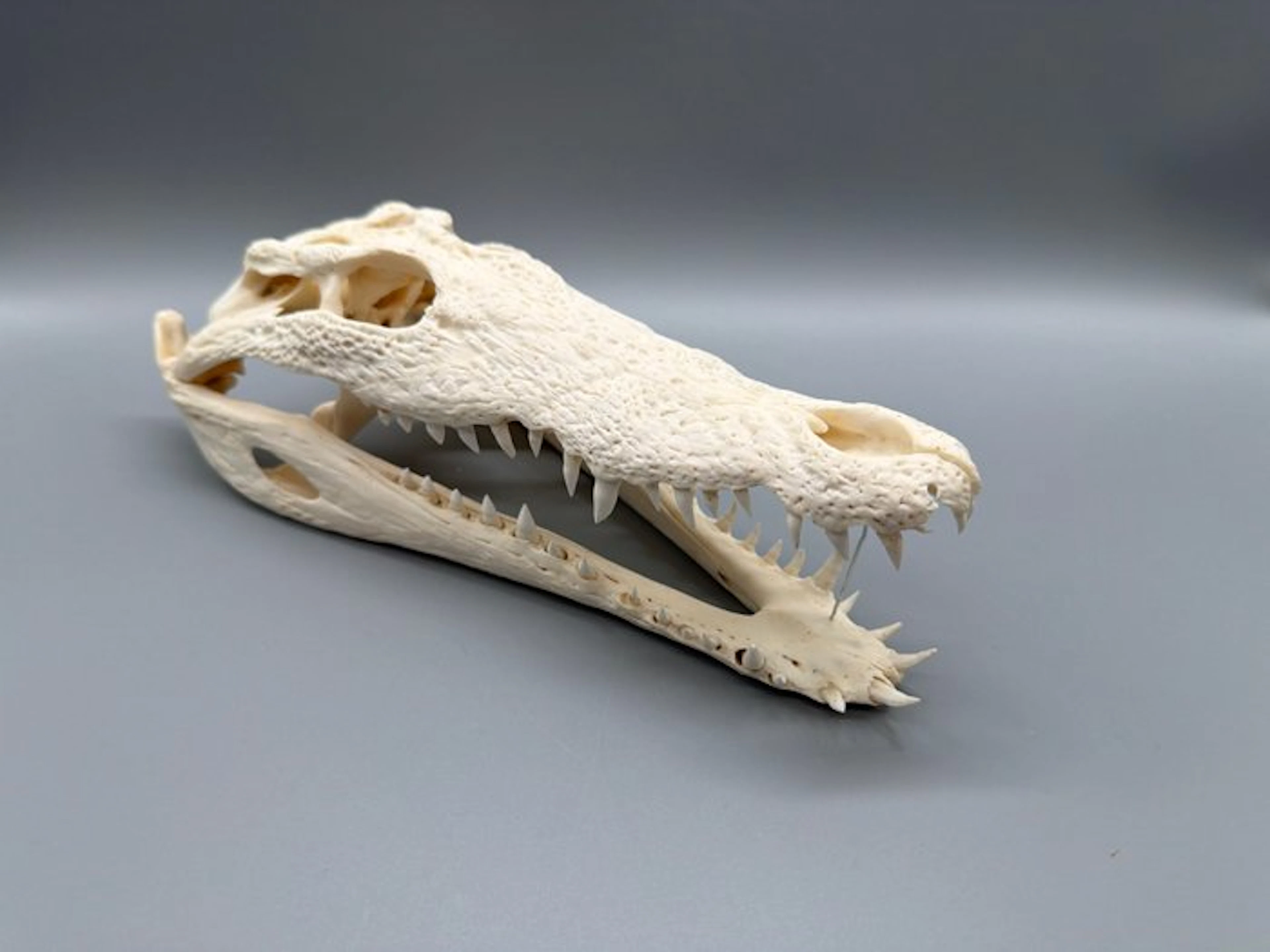 Nile Crocodile Skull - Crocodylus niloticus - 8 cm - 11...