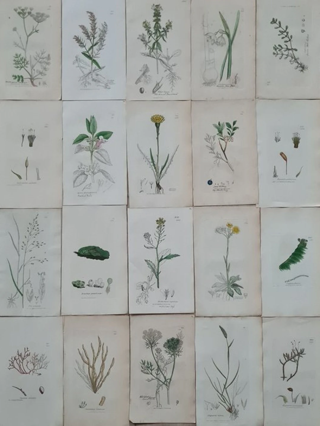James Sowerby - 20 deels handgekleurde litho's o.a.bijenblad