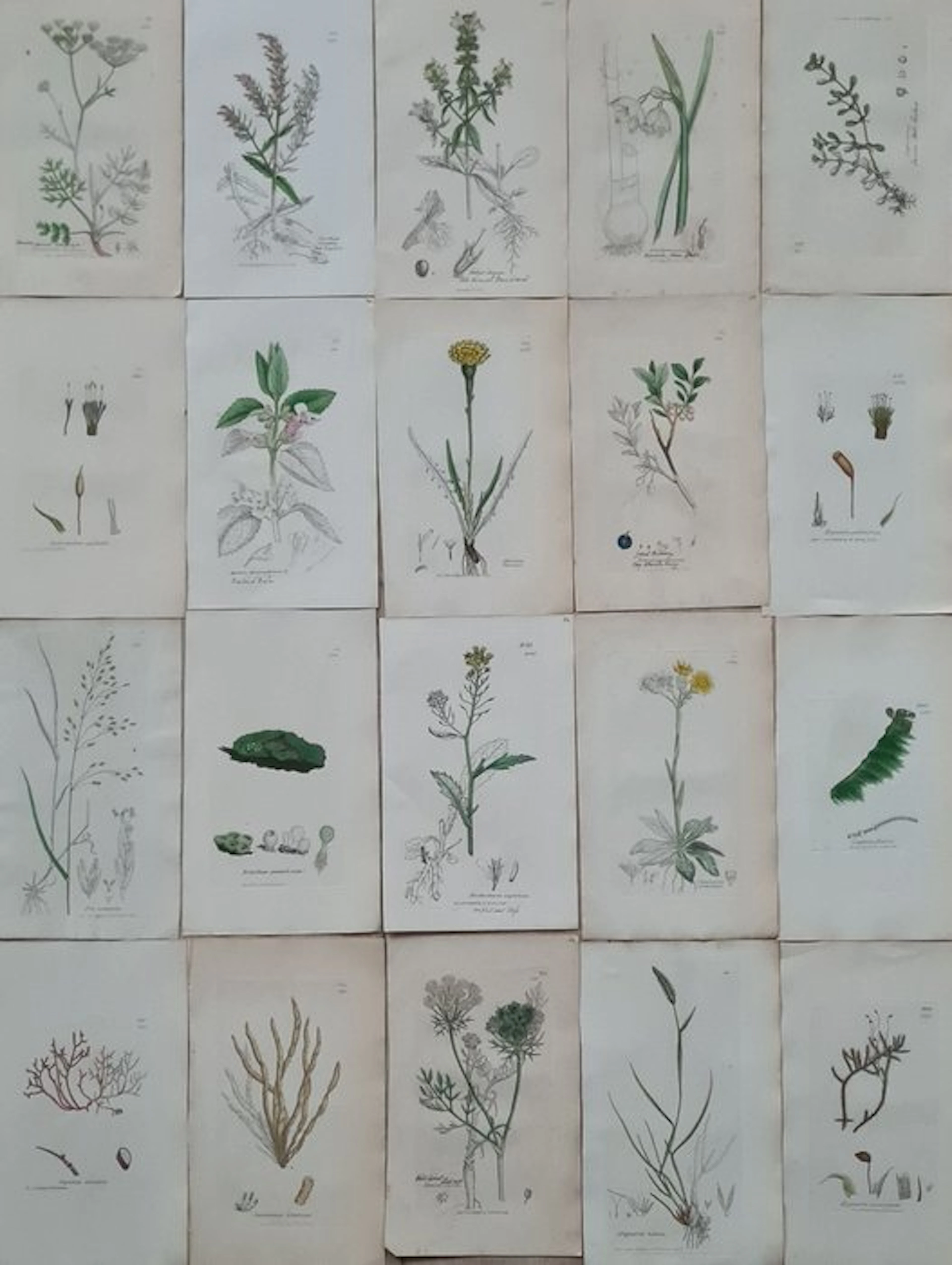 James Sowerby - 20 deels handgekleurde litho's o.a.bijenblad