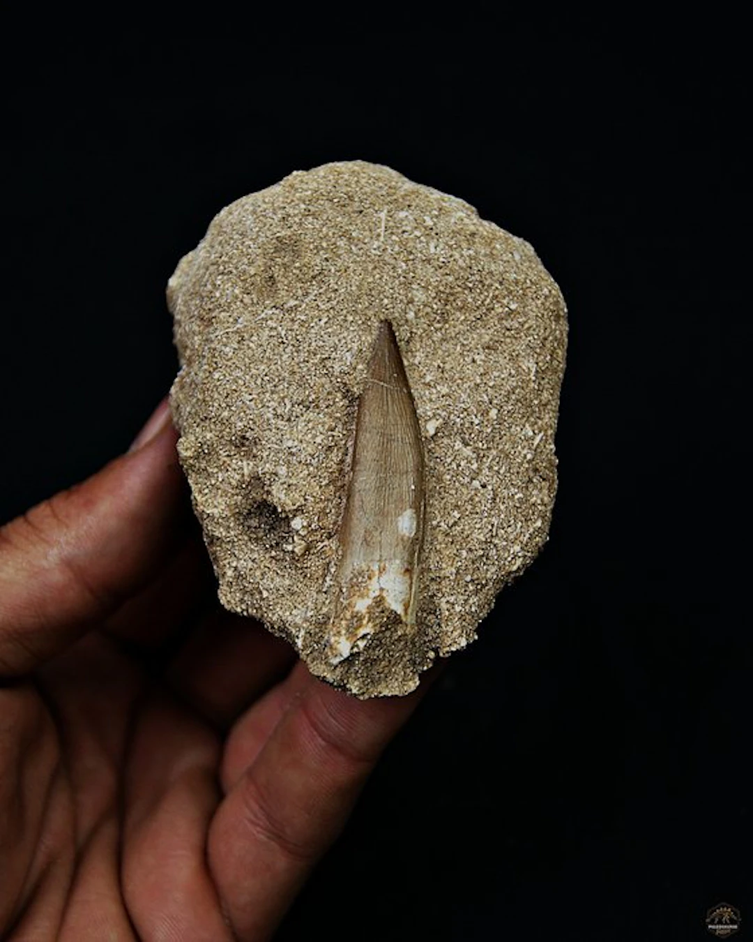 Plesiosaur - Fossil tooth - Plesiosaurus sp. (No reserve price)