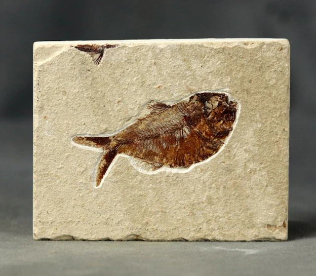 Finest fossil fish on stone - - Fossilised animal...