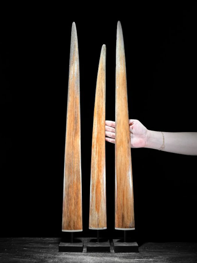 NO RESERVE PRICE - A triple set of Swordfish Tusks...