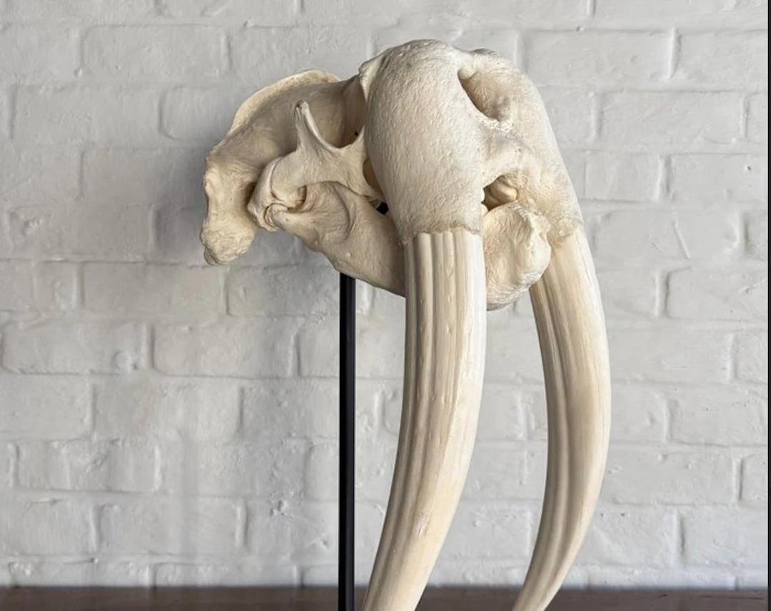 Very Large Walrus Skull - Odobenus Rosmarus - 80 cm - 28...