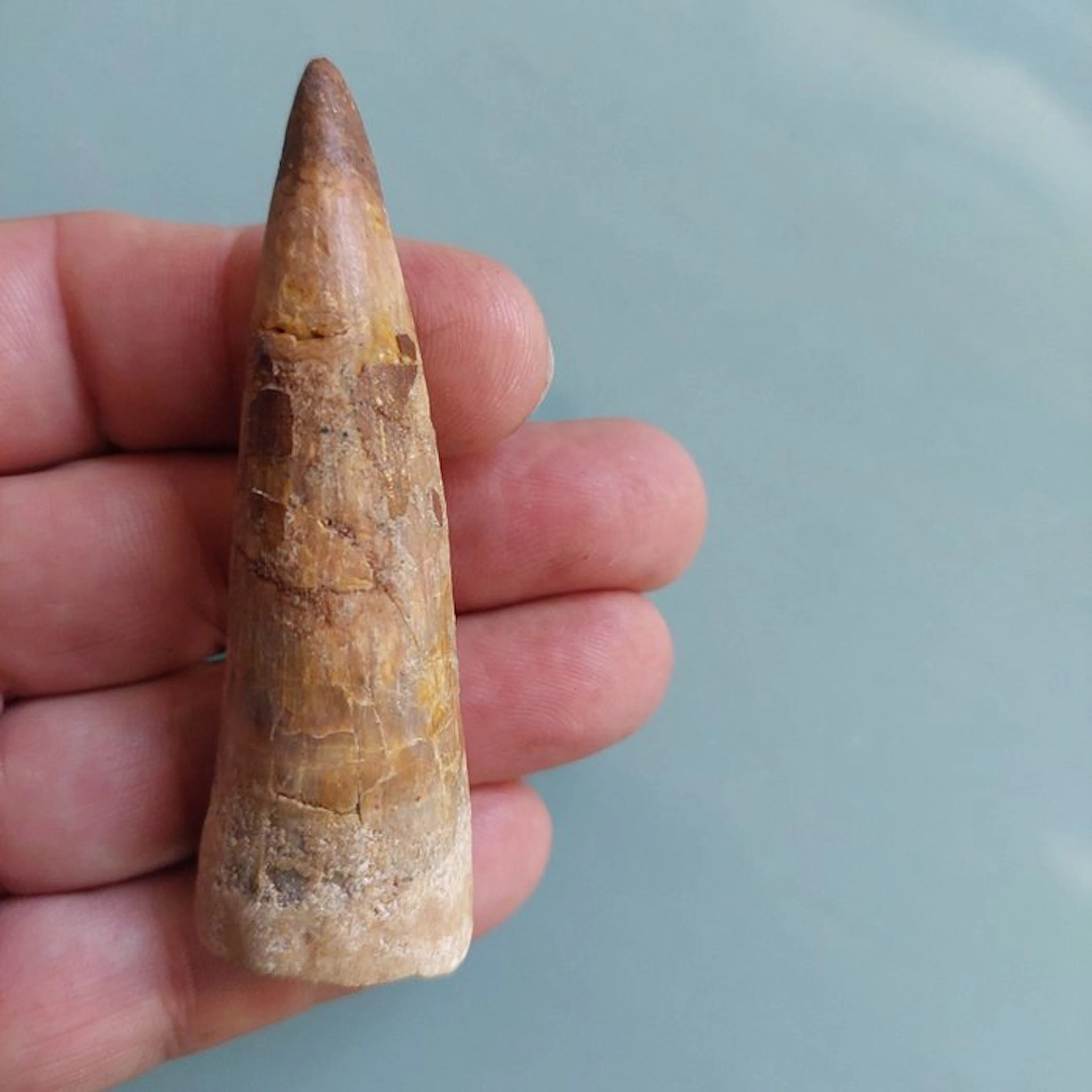 Spinosaur - Fossil tooth - 82 mm - 27 mm