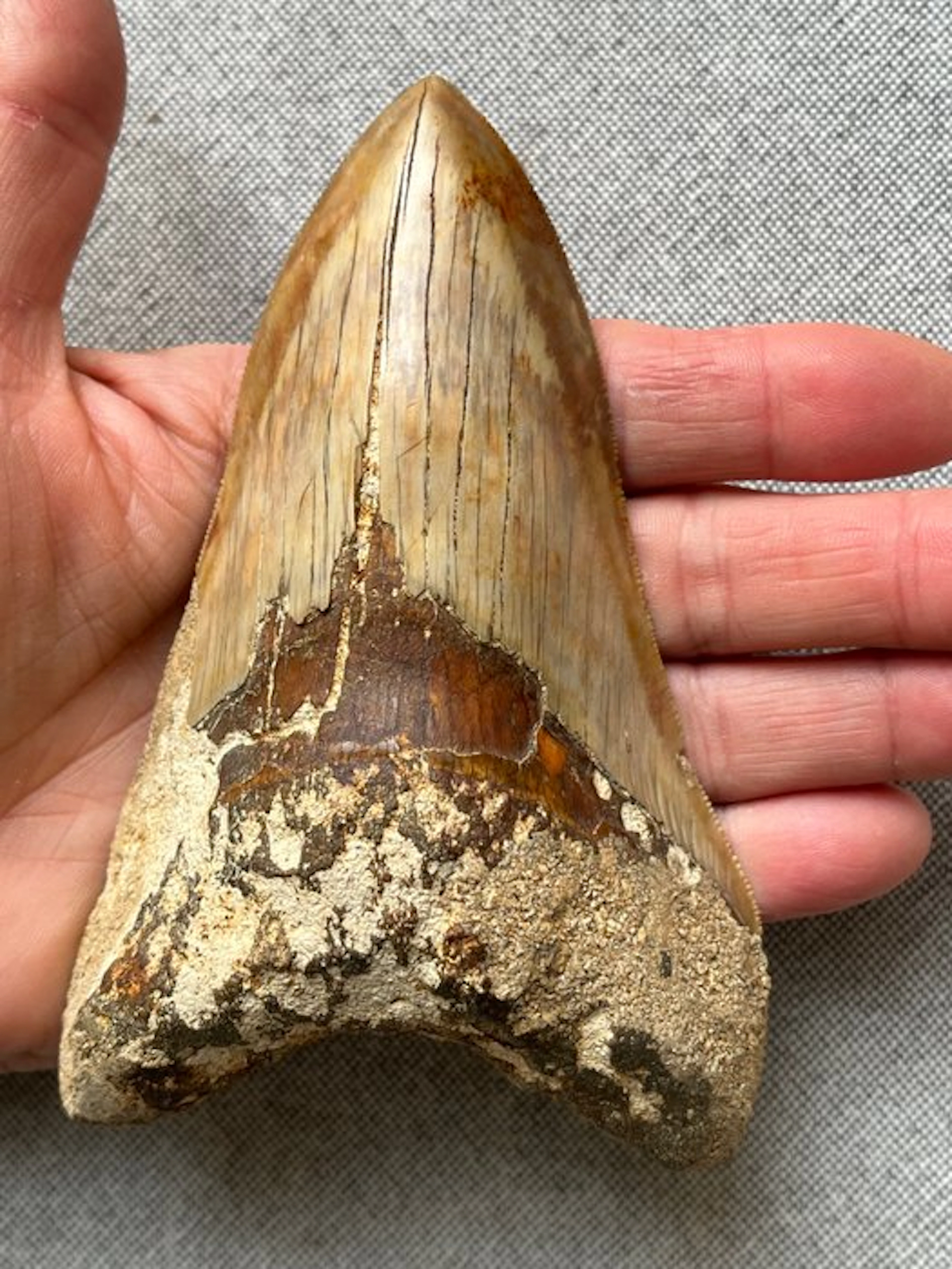 Huge Megalodon tooth 13,0 cm - Fossil tooth...