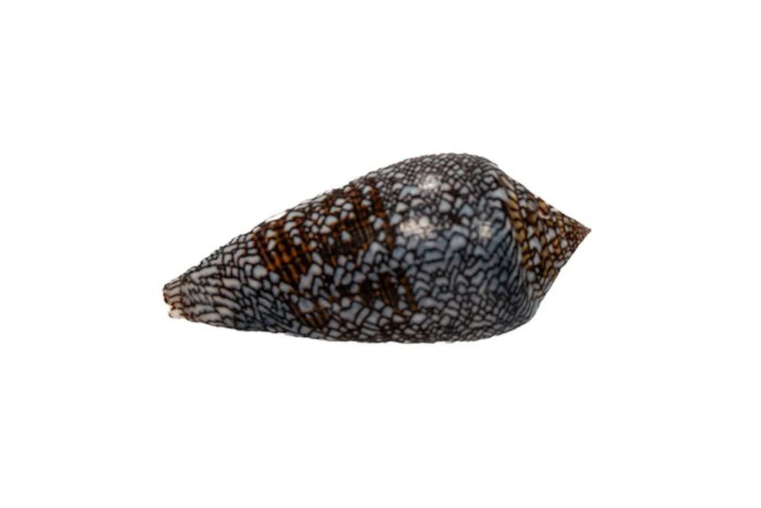 GIANT Conus euetrias (67mm) | Inhaca Island • Flawless...