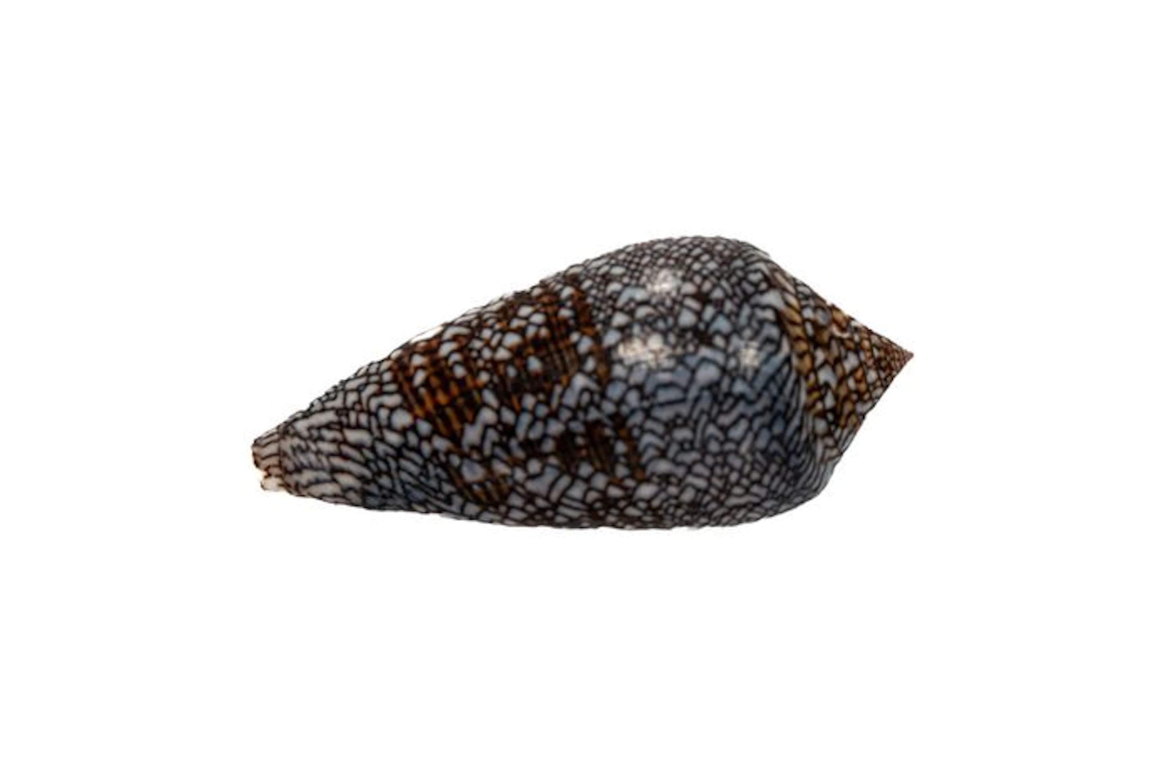 GIANT Conus euetrias (67mm) | Inhaca Island • Flawless...