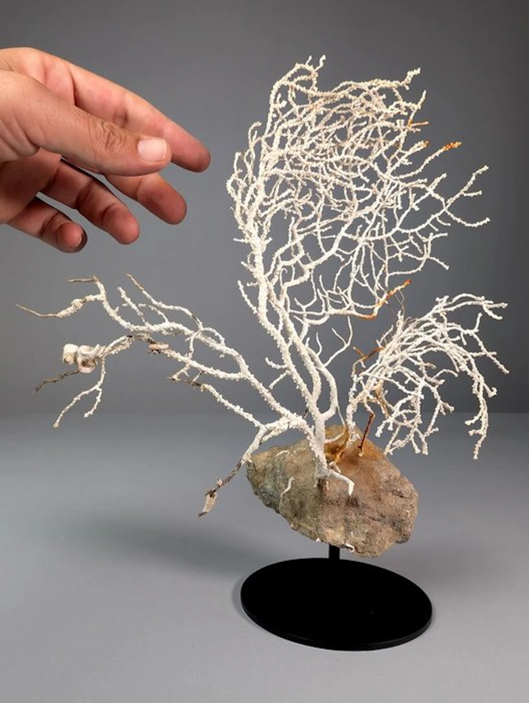 Decorative gorgonian on rock Taxidermy full body mount - Gorgoncea sp