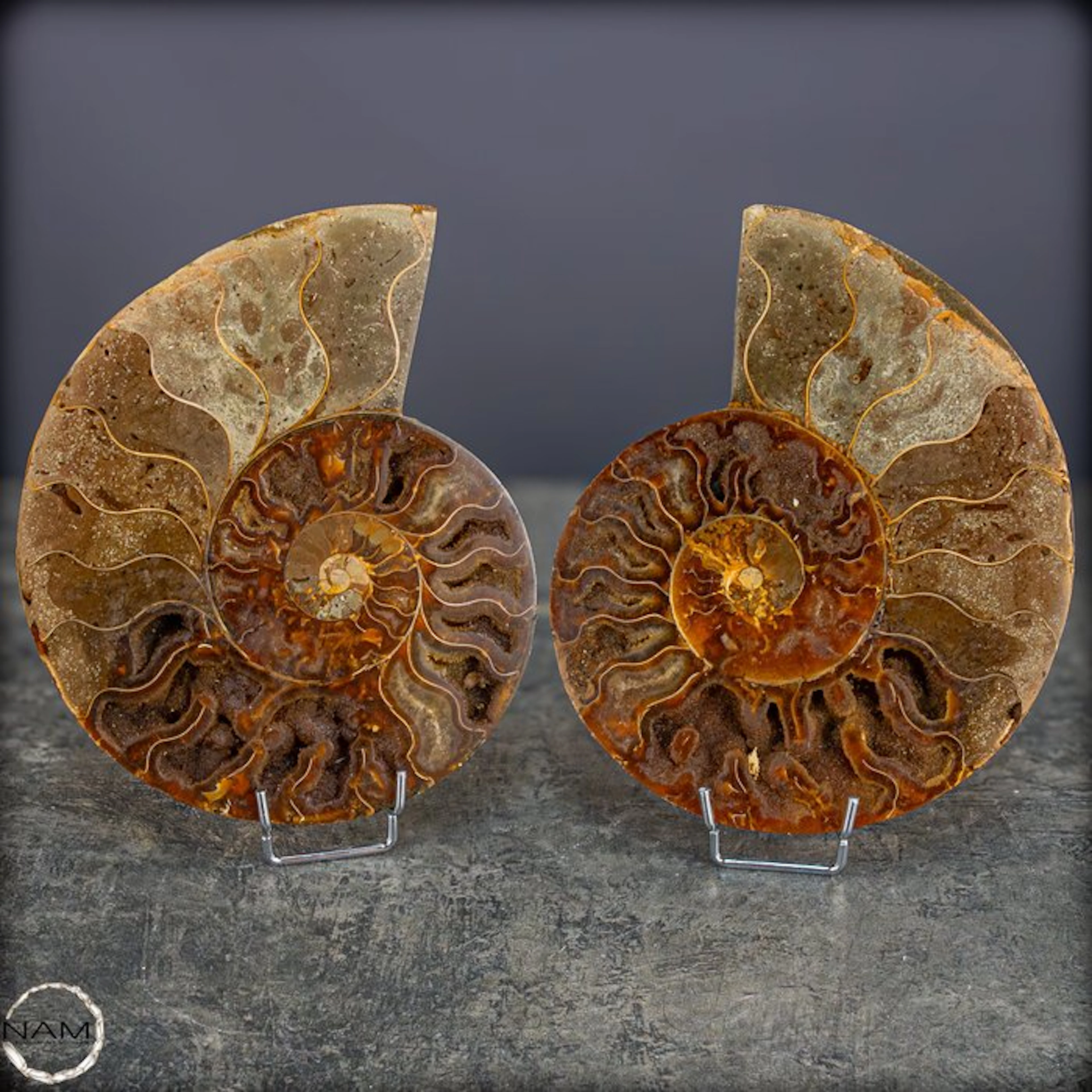 Impressive nautilus-ammonite pair – a fascinating relic...