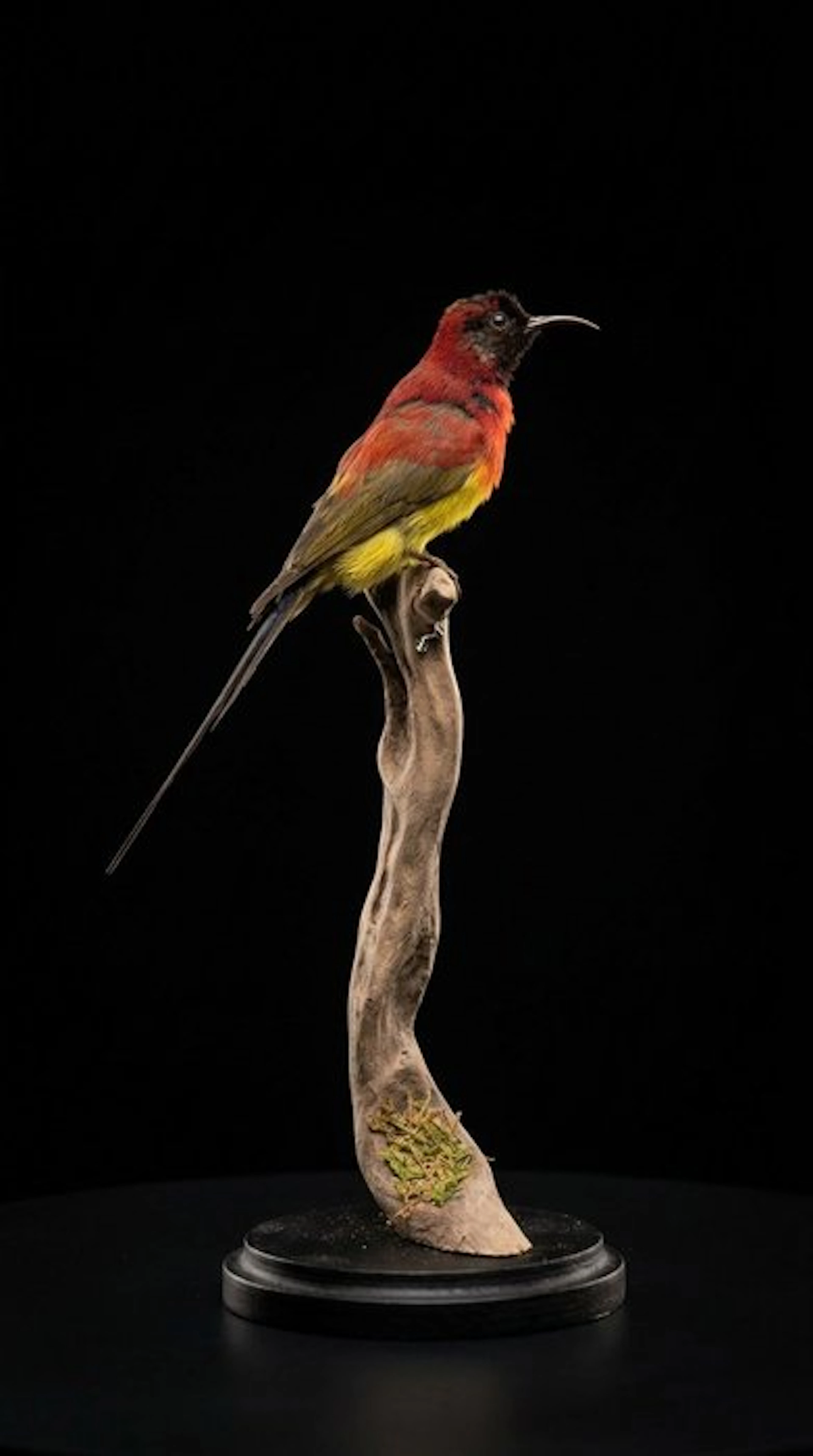 Hummingbird Taxidermy full body mount - Aethopyga...