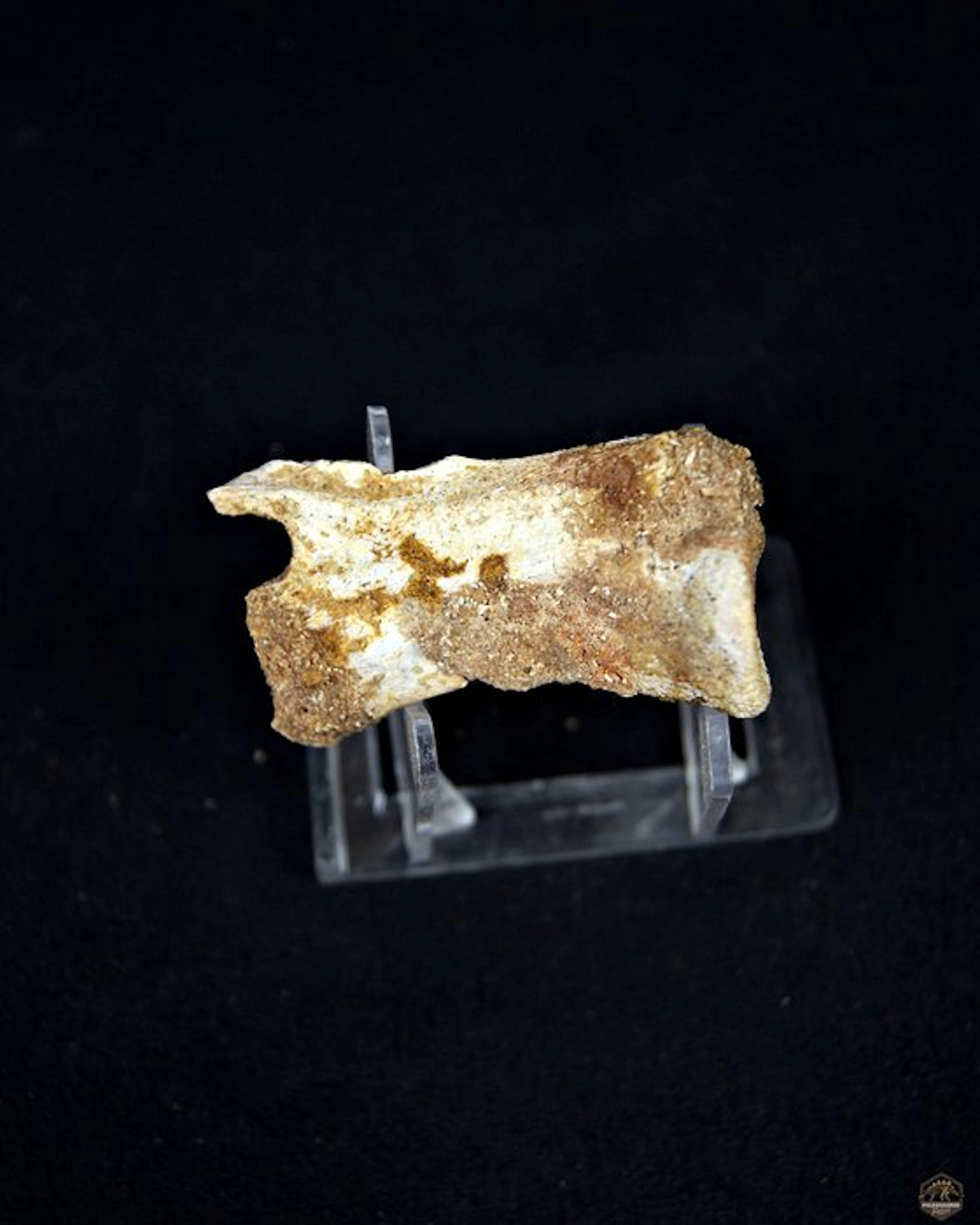 Pterosaur - Fossil vertebra bone - Vértebra fósil de pterosaurio