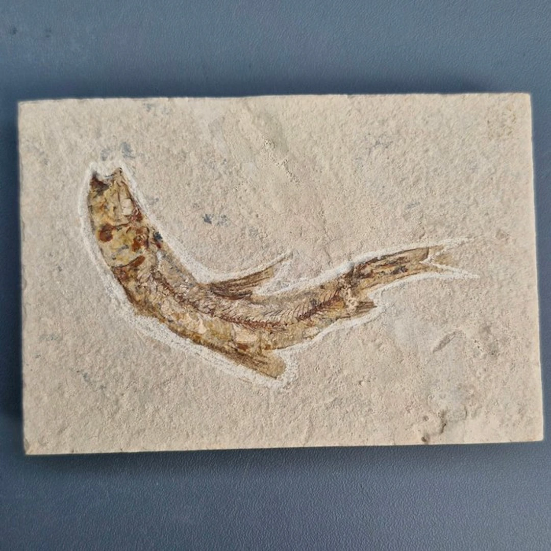 Fossil fish - Fossil skeleton - Teleostei - 96 mm - 66 mm (No reserve price)