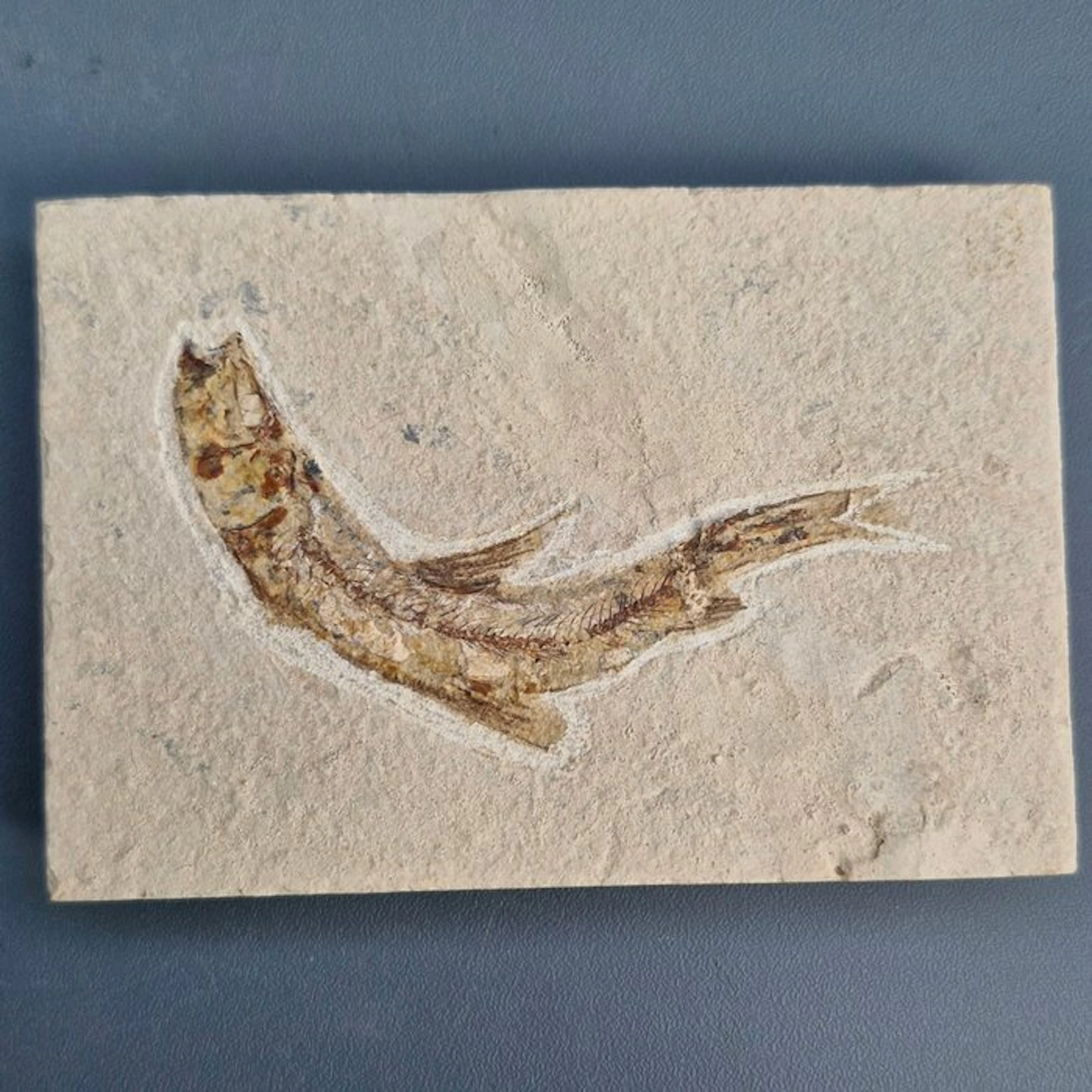 Fossil fish - Fossil skeleton - Teleostei - 96 mm - 66 mm (No reserve price)