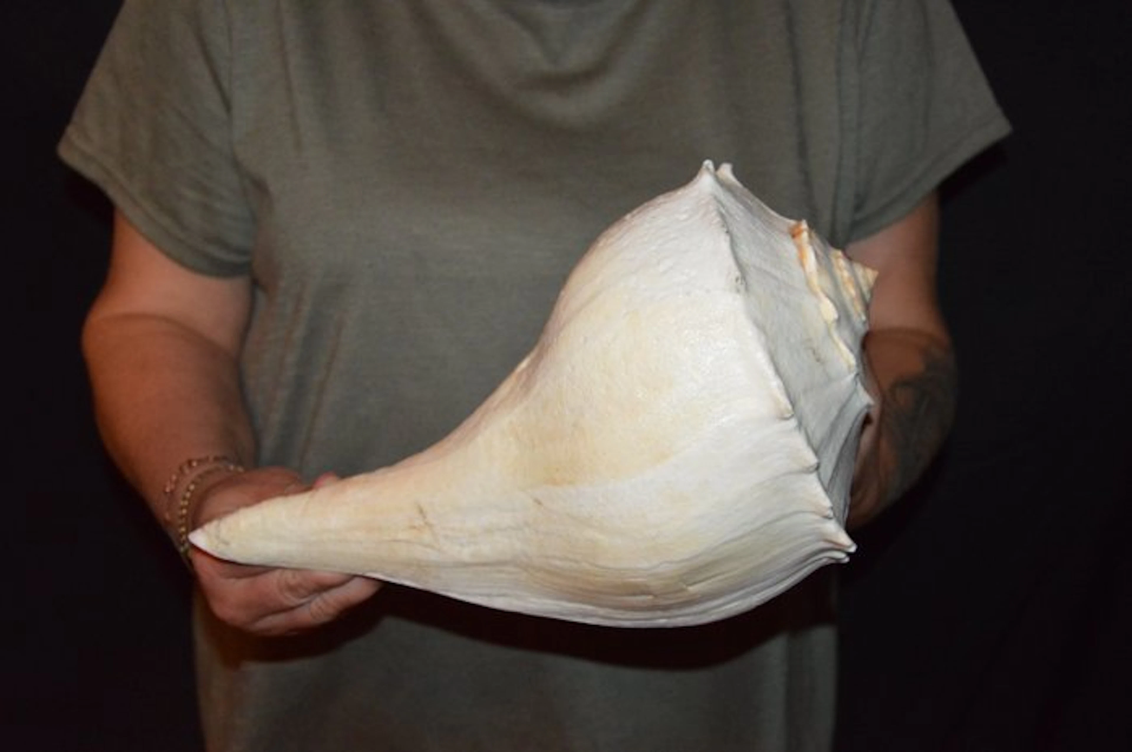 Sea Snail Sea shell - S-598 BUSYCON CONTRARIUM