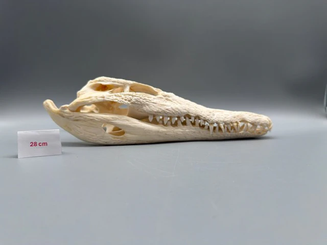 Nile Crocodile Reptile skull - Crocodylus niloticus - 8...