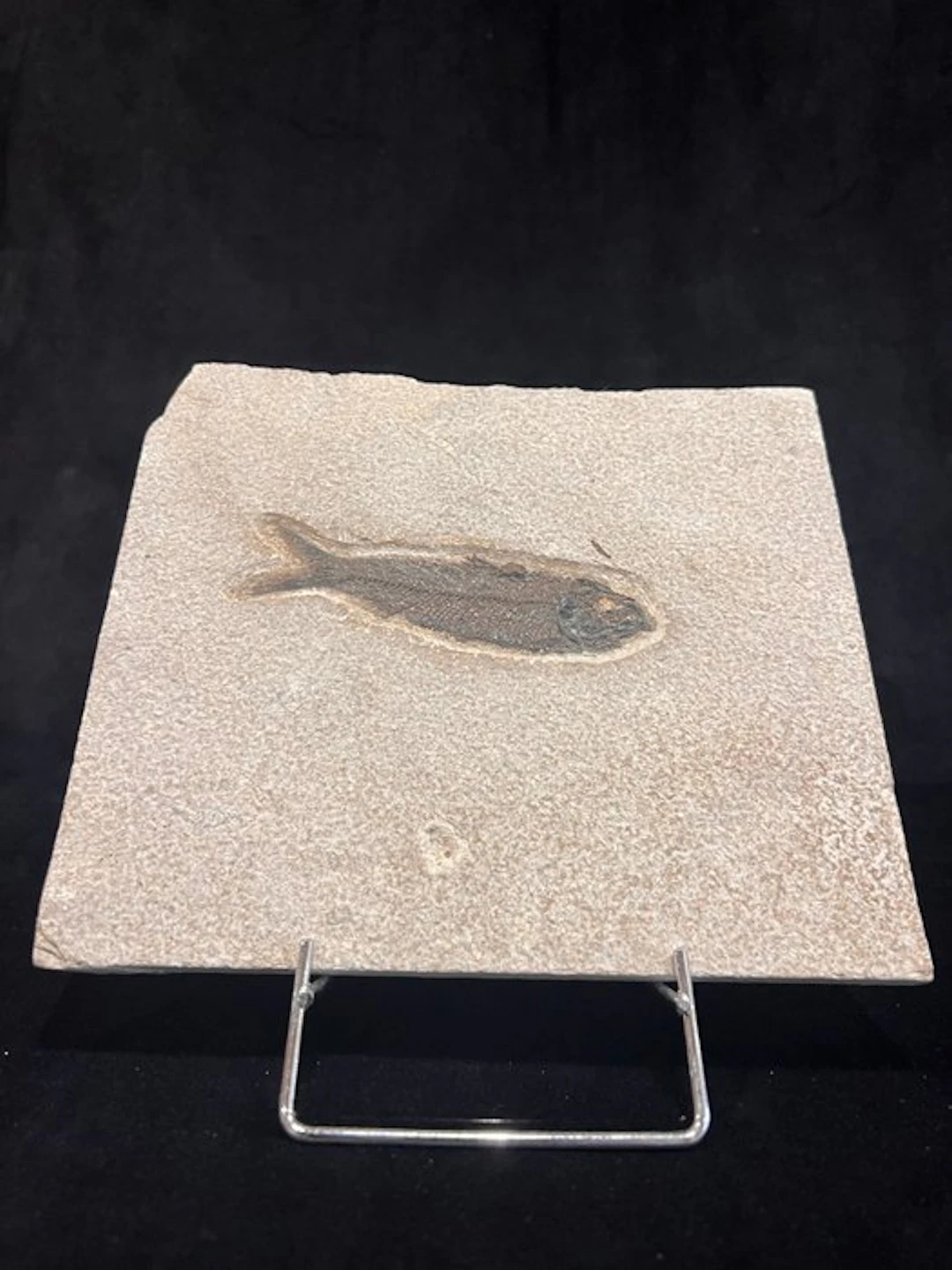 Fish - Fossil skeleton - Knightia eocaena - 16 cm - 19 cm (No reserve price)