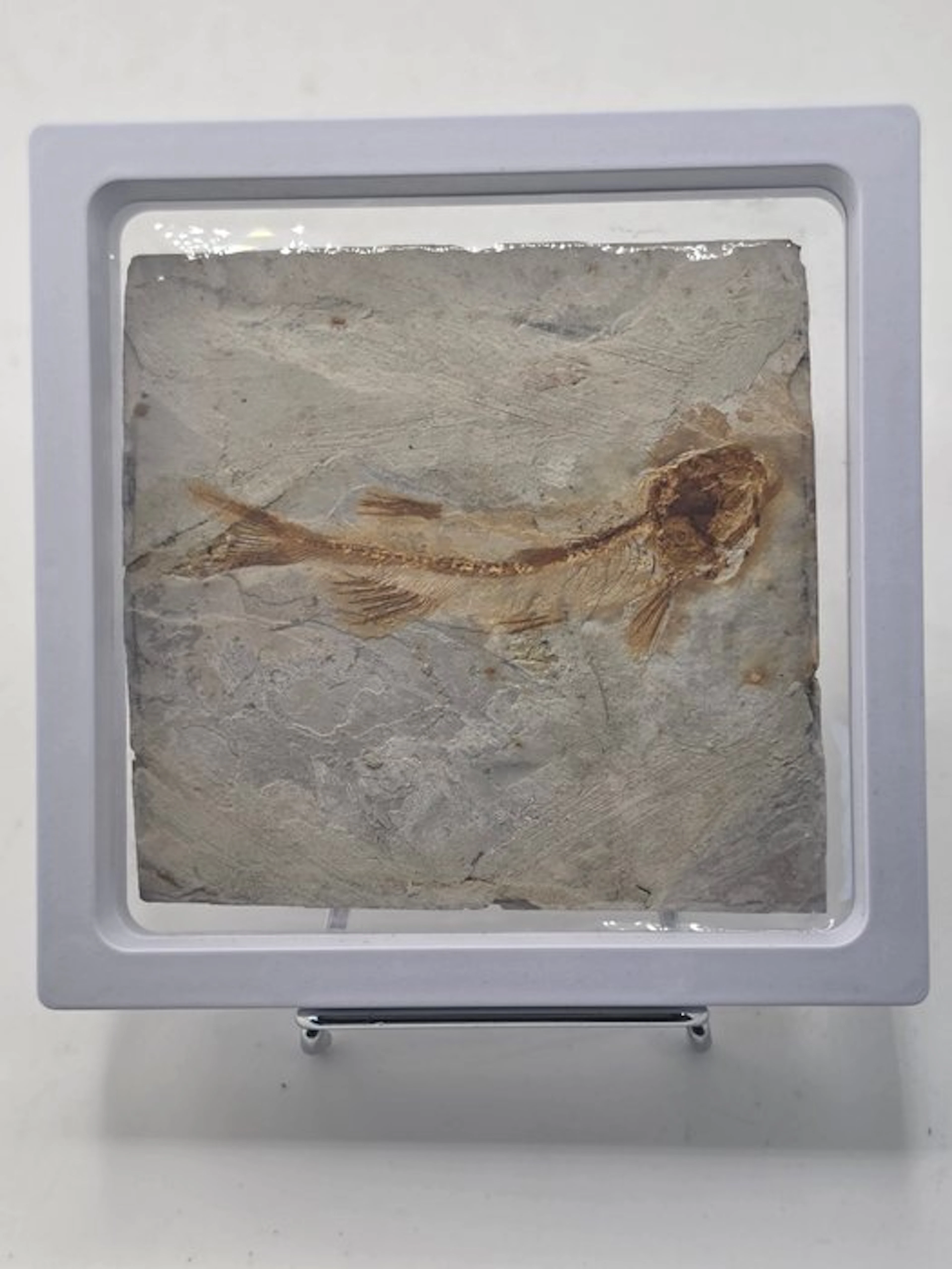 Fish - Fossilised animal - Lycoptera - 11 cm (No reserve price)
