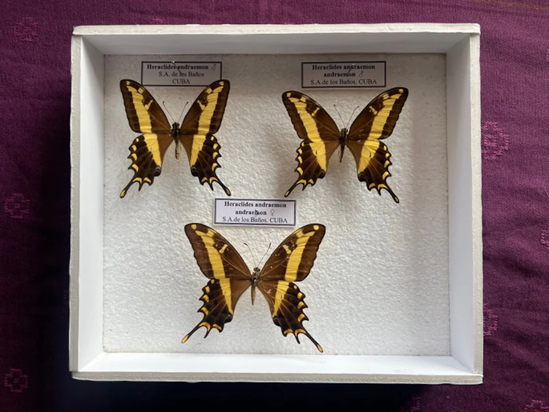 Butterfly Taxidermy full body mount - Heraclides...