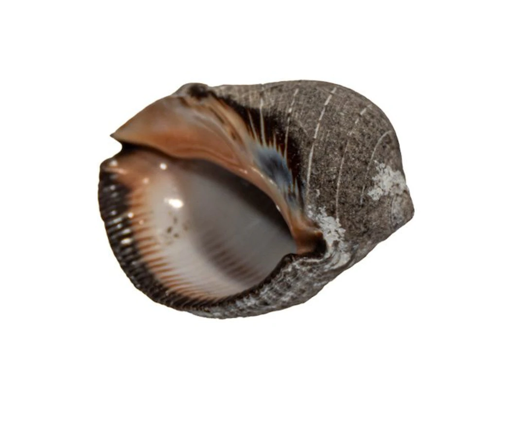 NO RESERVE === A classic of malacology: robust shell of...