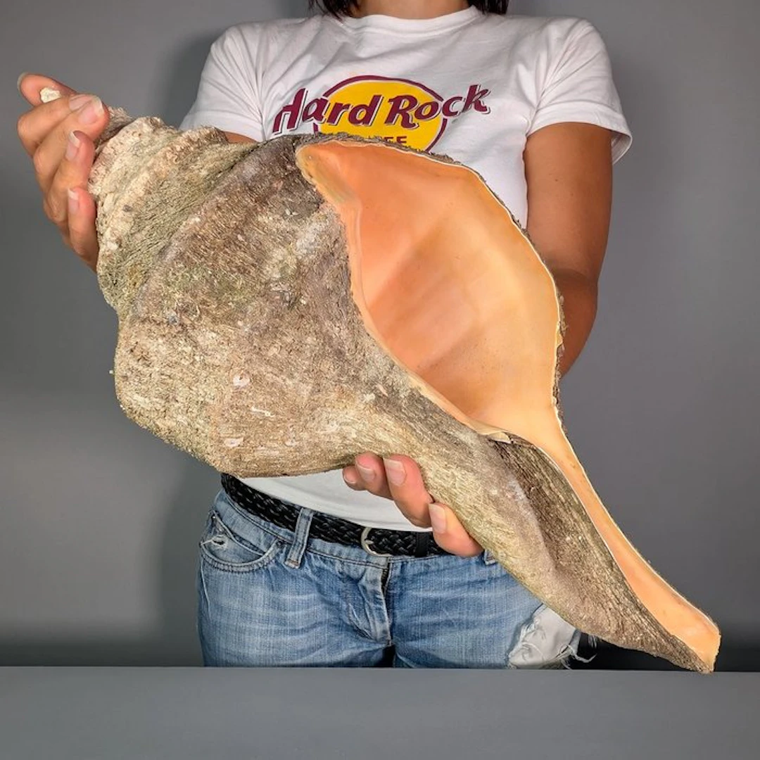 Syrinx aruanus with Natural Periostracum Sea shell - Syrinx aruanus