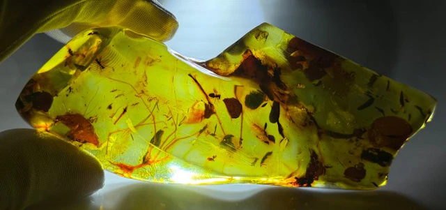 FOSSlL- MUSEUM QUALITY!-Dominican Amber- 105 g