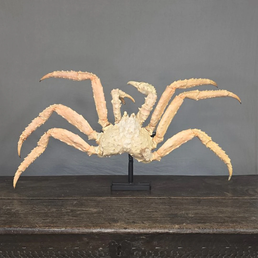 Red King Crab Taxidermy full body mount - Paralithodes...