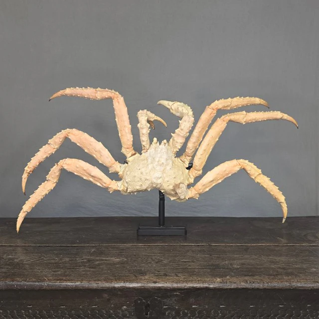 Red King Crab Taxidermy full body mount - Paralithodes...