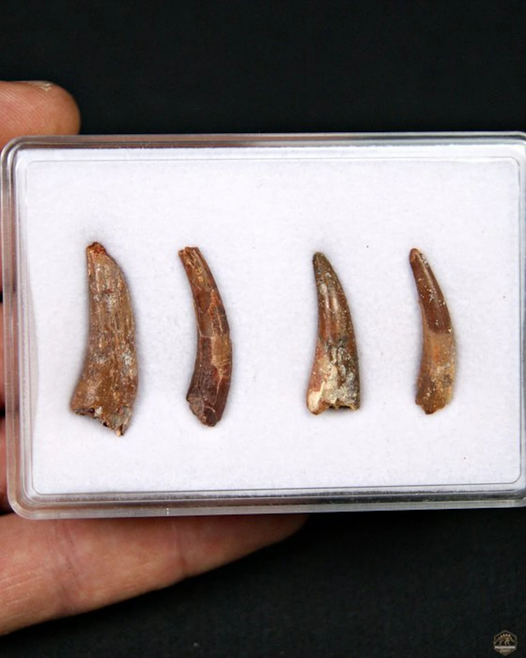 Pterosaur - Fossil tooth - Colección de 4 dientes fósiles de pterosaurios