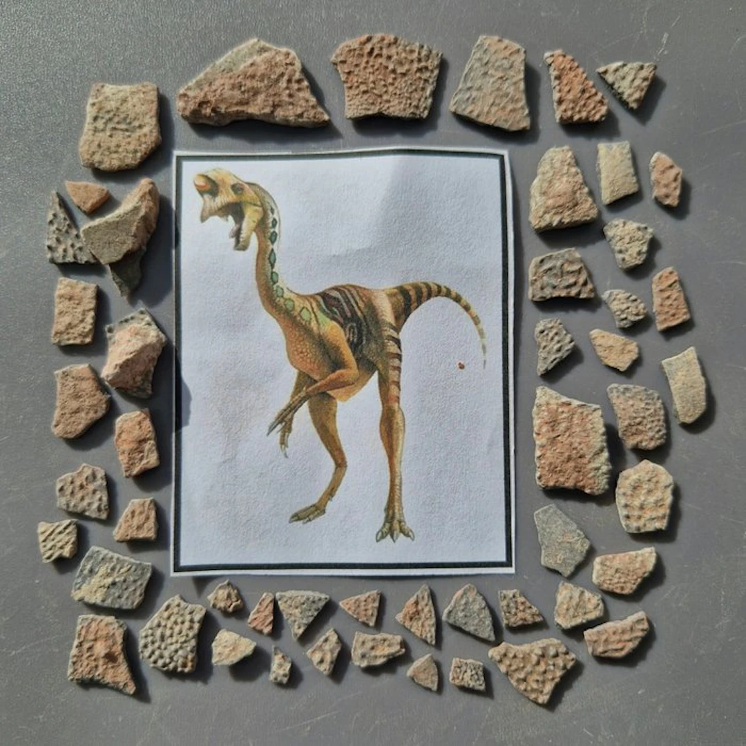 Dinosaur - Fossilised egg - Oviraptor sp. - 26 mm - 13 mm (No reserve price)