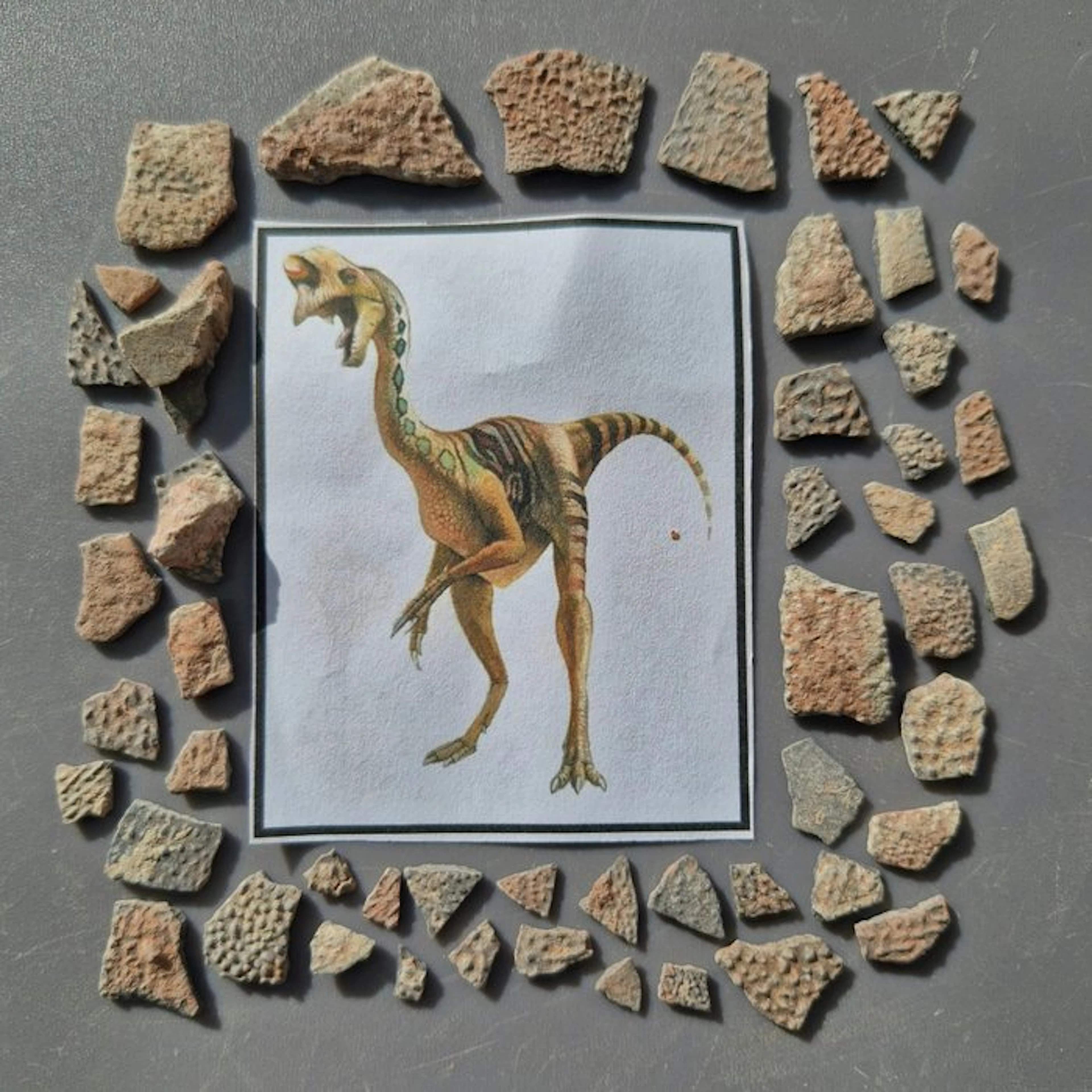 Dinosaur - Fossilised egg - Oviraptor sp. - 26 mm - 13 mm (No reserve price)