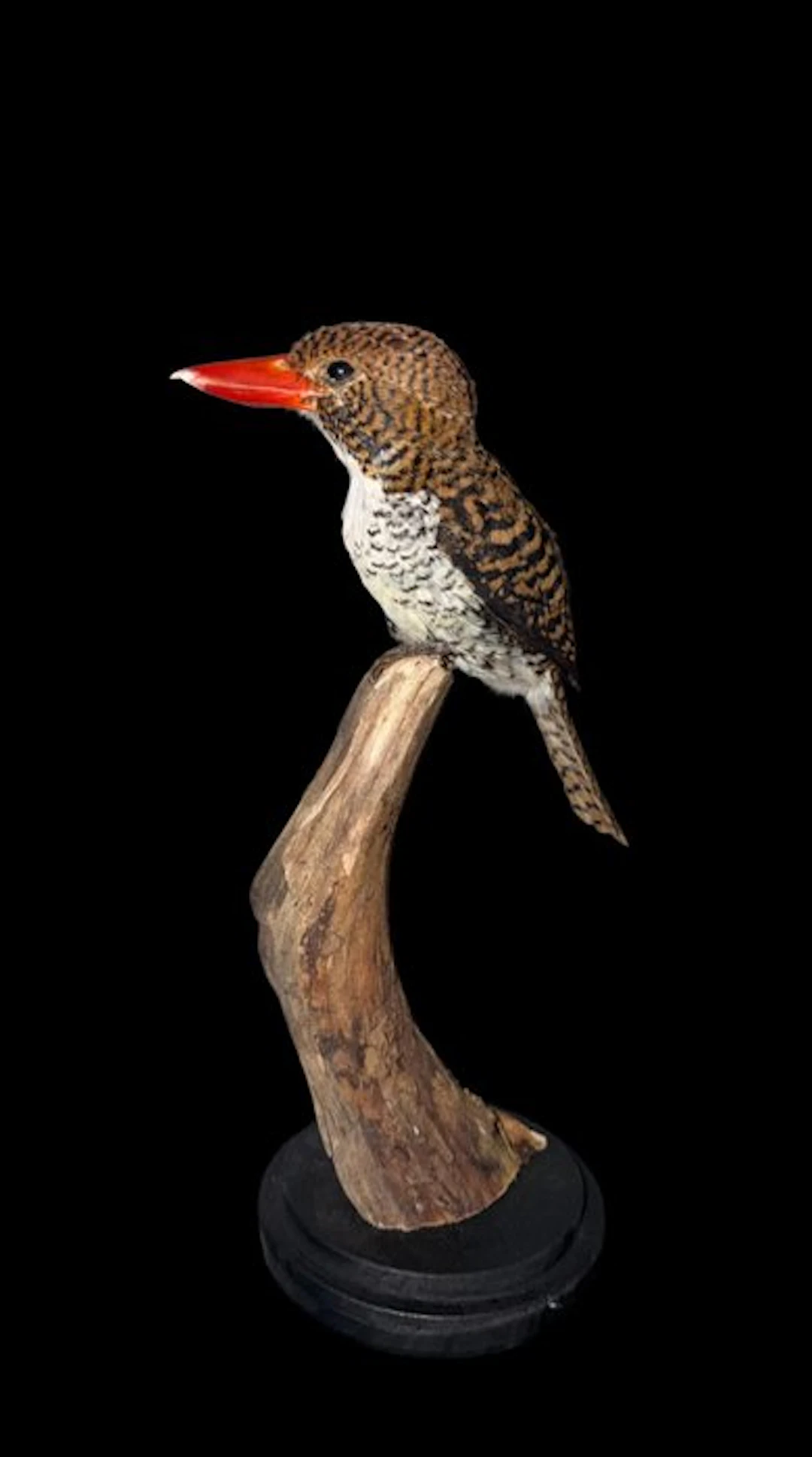 Kingfisher Taxidermy full body mount - Lacedo pulchella...