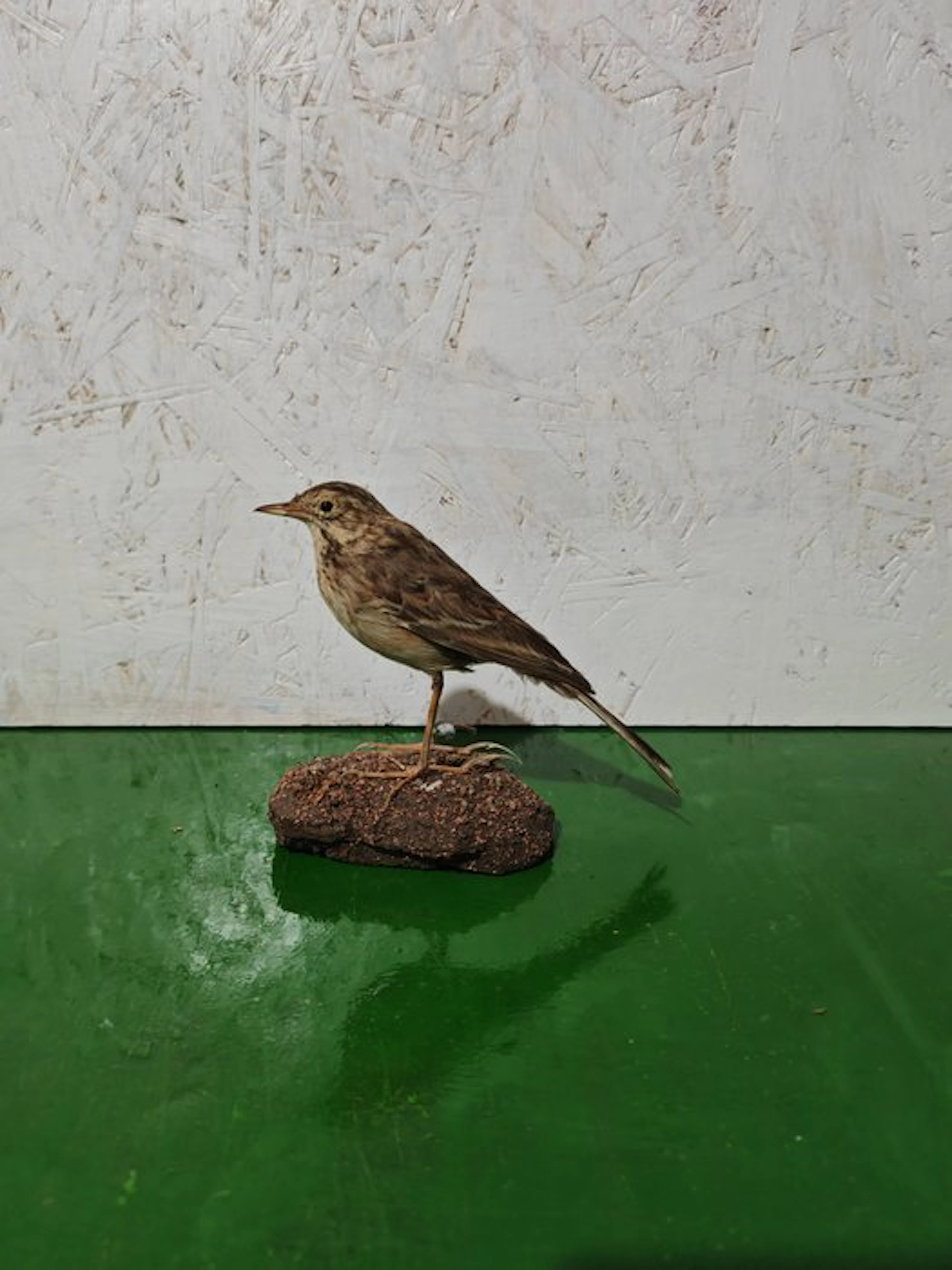 Calandro the Elder Taxidermy full body mount - Anthus...