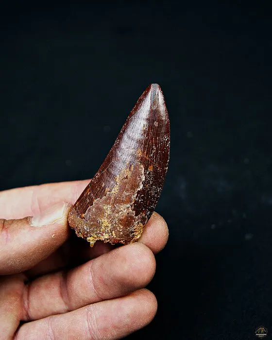 Dinosaur - Fossil tooth - Carcharodontosaurus saharicus