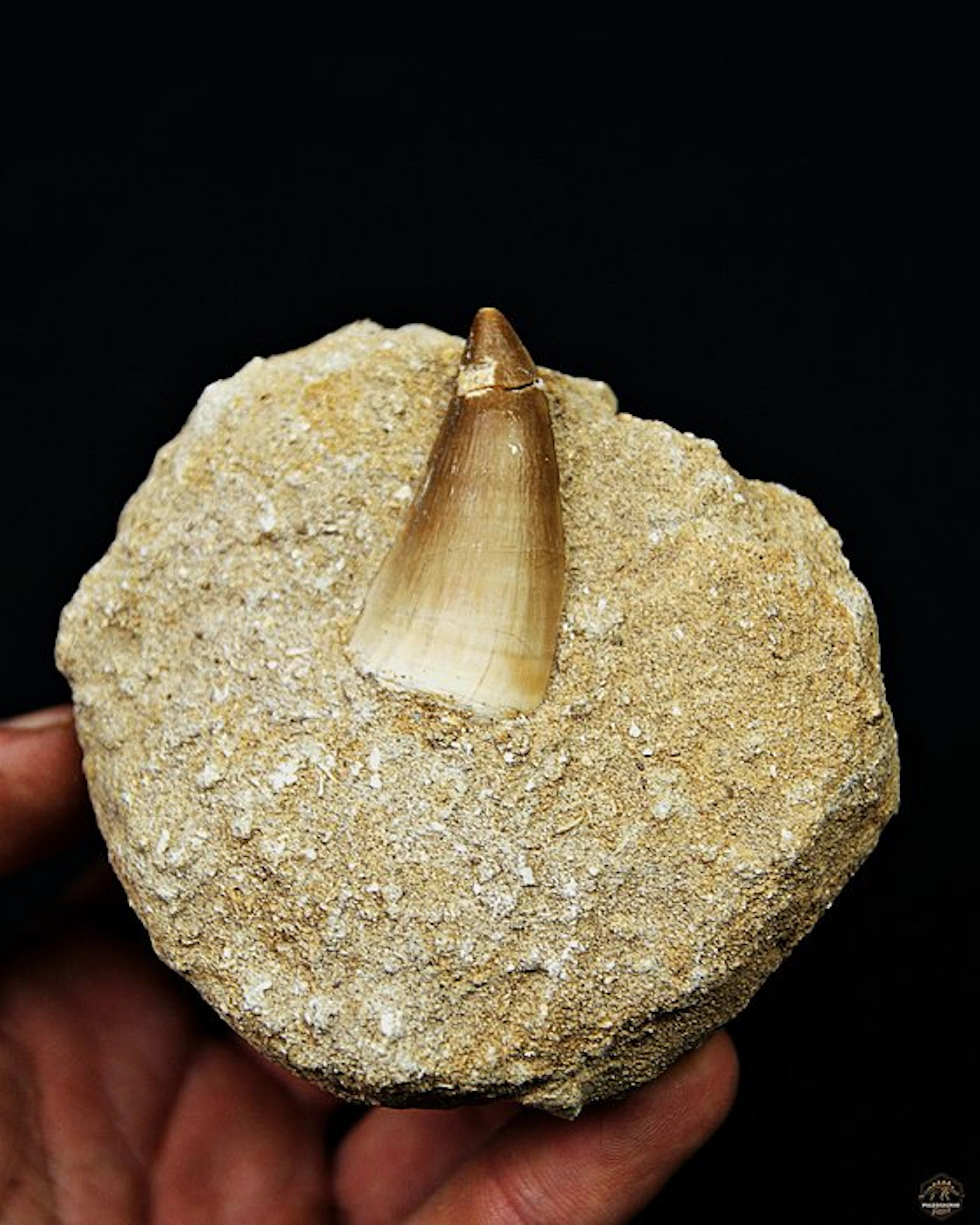 Mosasaur - Fossil tooth - Mosasaurus Thalassotitan atrox (No reserve price)