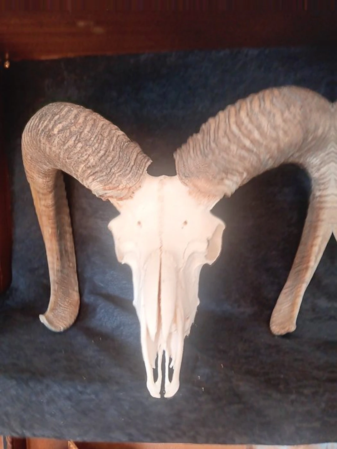 Mouflon Skull - Ovis gmelini musimon - 30 cm - 45 cm - 34...