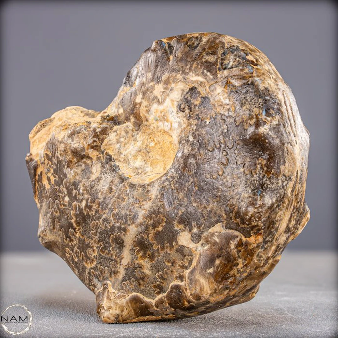 Rare fossil ammonite Mammites nodosoides with dendrites from Morocco- 1031.31 g