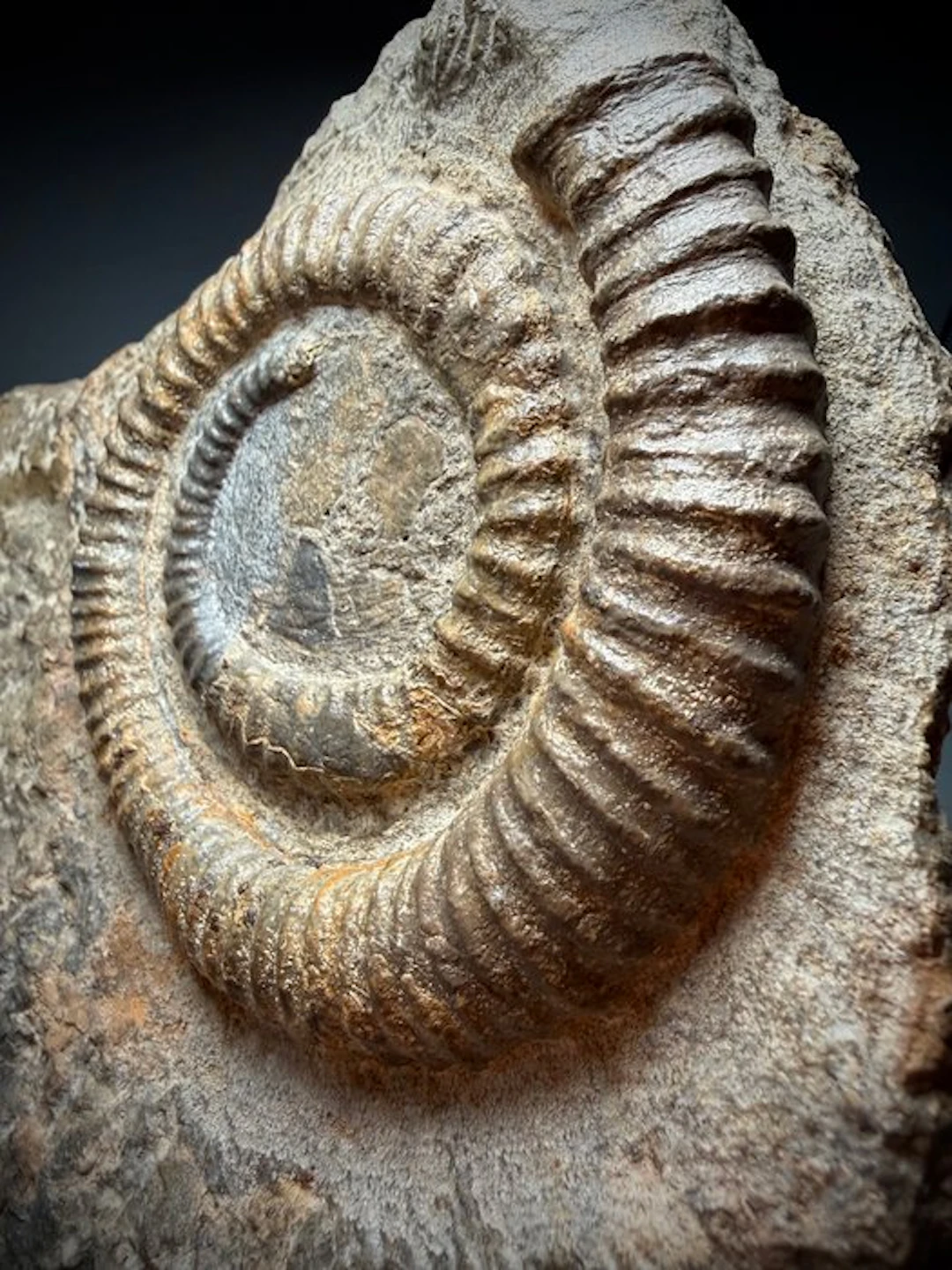 Exceptional Devonian Cephalopod Association – 11 cm...