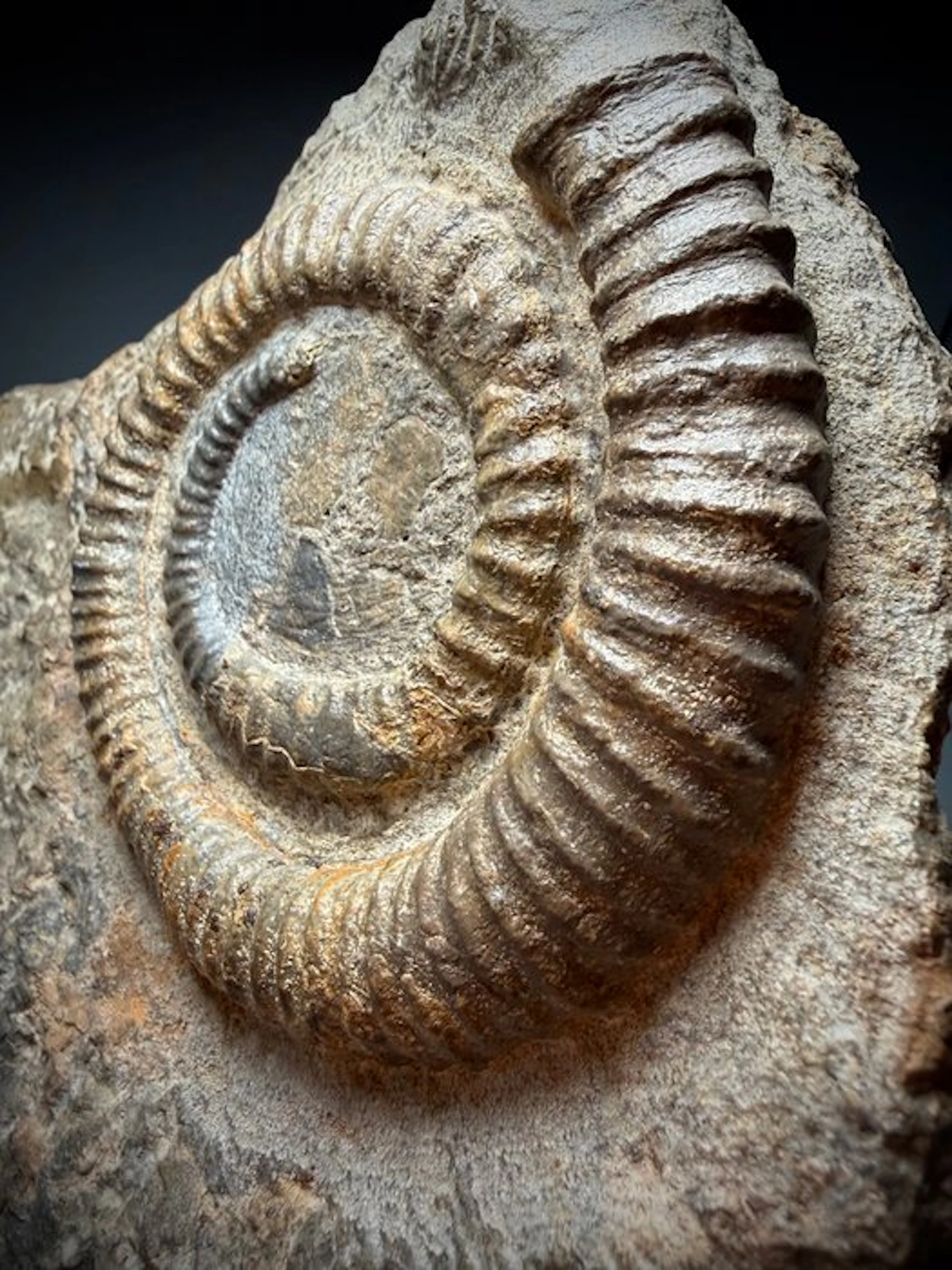 Exceptional Devonian Cephalopod Association – 11 cm...